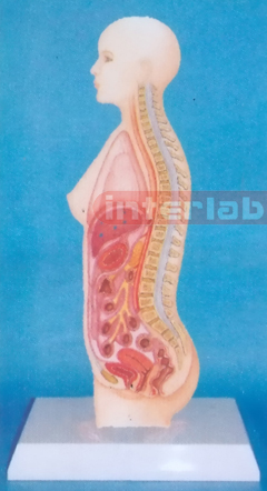 SMALL FEMALE HUMAN AUTONOMIC NERVOUS SYSTEM MODEL